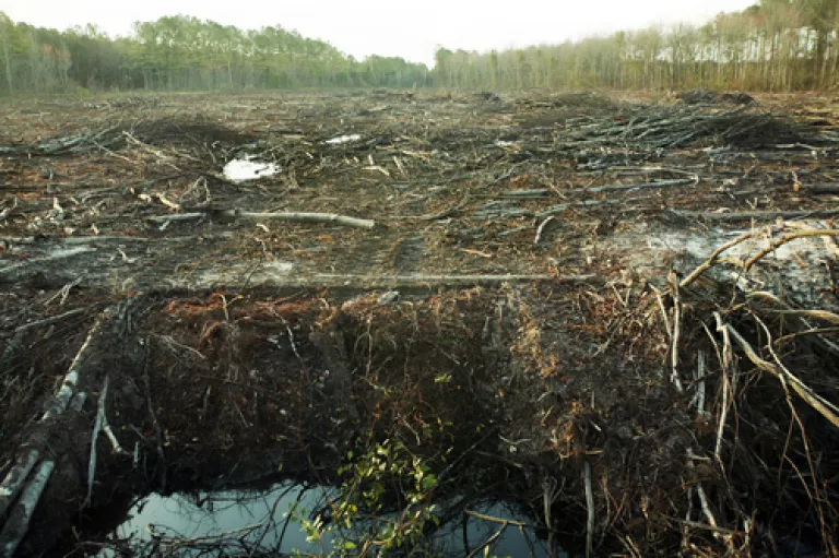 Clear Cutting Pristine Ancient Forests To Burn As Biomass. An Energy Policy, Yes, But For Which Class?
